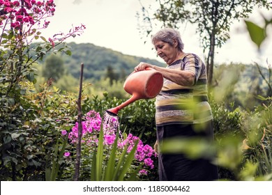 Very Old And Happy Healthy Woman In Her Backyard Of House Taking Care Of Her Garden And Flower. Old Ages Can Be Fun. Old Lady Watering Her Flowers 