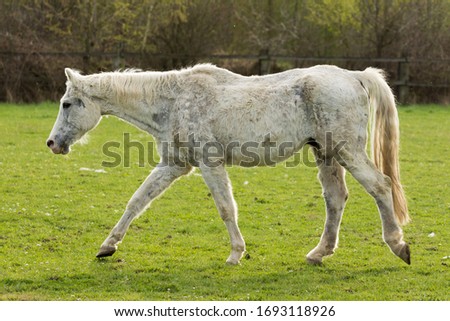 Very old horse, white horse, goes to the paddock