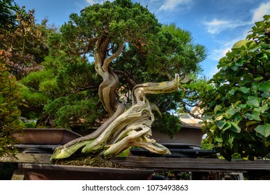 Very Old Japanese Bonsai Tree In Japan At Omiya Bonsai Village, Saitama, Japan.