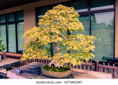 Very Old Japanese Maple Bonsai Tree Stock Photo Edit Now Very Old Japanese Maple Bonsai Tree Stock Photo Edit Now