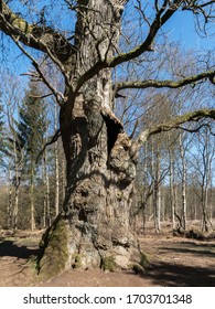 Very old oak tree trunk in bright sun light - Shutterstock ID 1703701348