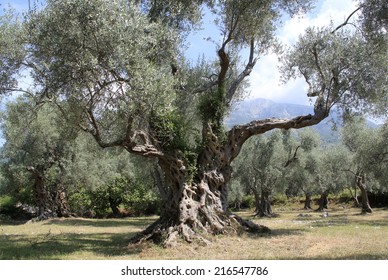 Very Old Olive Tree