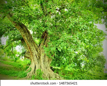 Download Bar Pipal Tree In English Gif