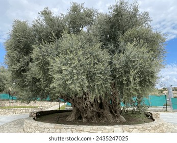 Very old and scenic olive tree at tourist landmark attraction, Avakas Gorge, place for hiking excursions and natural canyon with narrow rock cliffs at beautiful landscape near Paphos, Cyprus, Europe.
