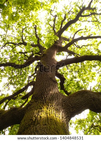 Similar – Image, Stock Photo A gnarled old tree on a hill in the evening with a view over the city