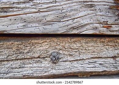 Very Old Tree With Cracks