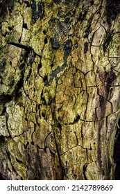 Very Old Tree With Cracks