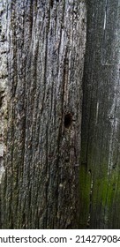 Very Old Tree With Cracks