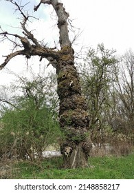 Very Old Tree With Strange Bark