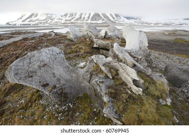 Very Old Whale Bones - Spitsbergen, Arctic