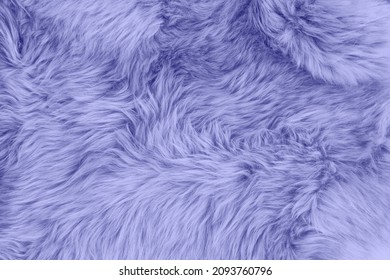 Very peri color sheep fur. Natural sheepskin rug background. Wool texture