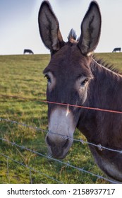 A very photogenic donkey looking straight at the camera. The sun is rising to the left, leaving sunbeams on the brown coat