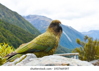 A Very Photogenic Kea Bird In NZ