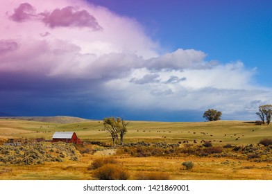 Imagenes Fotos De Stock Y Vectores Sobre Colorado Cattle