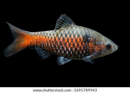 Very popular and common aquarium fish, ruby barb or Odessa barb (Pethia padamya) synonym: Puntius padamya . padamya: padamya is the Burmese word for 'ruby'