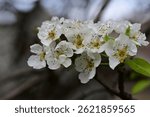 the very pretty colorful spring flower in the sunhine