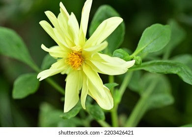 The Very Pretty Colorful Summer Flower Close P View In My Garden