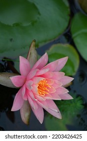 The Very Pretty Colorful Summer Flower Close P View In My Garden