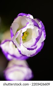 The Very Pretty Colorful Summer Flower Close P View In My Garden