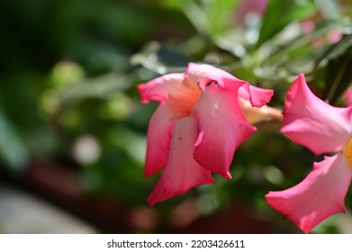 The Very Pretty Colorful Summer Flower Close P View In My Garden