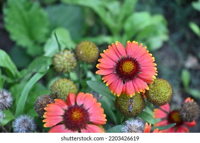 The Very Pretty Colorful Summer Flower Close P View In My Garden