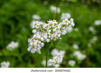 Soba Flower の画像 写真素材 ベクター画像 Shutterstock