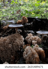 Very pretty shrooms they look like tiny forest in a forest !