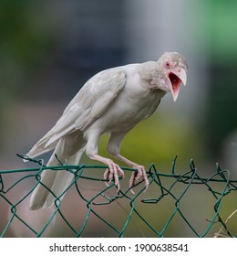 A Very Rare Albino Crow Perch Open On Fence