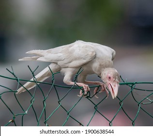 A Very Rare Albino Crow Perch Open On Fence