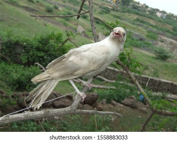 A Very Rare And Close Profile Of An True Albino Crow