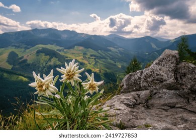 Very rare edelweiss mountain flower. Isolated rare and protected wild flower edelweiss flower (Leontopodium alpinum) growing in natural environment high up in the mountains