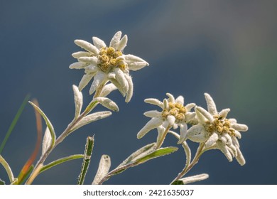 Very rare edelweiss mountain flower. Isolated rare and protected wild flower edelweiss flower (Leontopodium alpinum) growing in natural environment high up in the mountains
