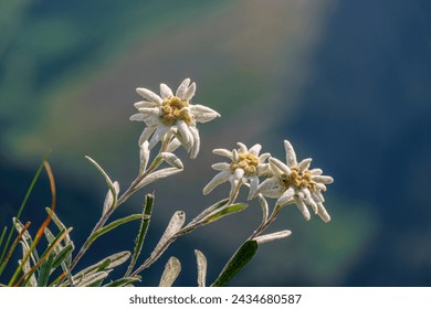 Very rare edelweiss mountain flower. Isolated rare and protected wild flower edelweiss flower (Leontopodium alpinum) growing in natural environment high up in the mountains