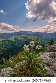 Very rare edelweiss mountain flower. Edelweiss flowers (Leontopodium nivale) growing outdoors. Discover the beauty and hiking of the mountain landscape