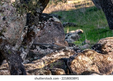 Very Rare, Endangered, Iberian Lynx, LInce Iberico, Lynx Pardinus, Wild Cat Endemic To Iberian Peninsula In Southwestern Spain, Europe. Hidding In The Rocks, Perfect Mimicry.