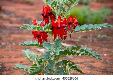 Very rare endangered Sturts Desert Pea flower in nature after rain