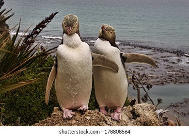 Very rare pair of penguins in the background of the sea