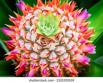 A Very Rare Plant Of The Cacti Family, With Beautiful Colors And Full Of Life, In The Middle Of The Jungle, On An Overcast Day. Ecuador, South America.