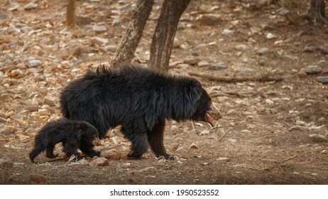 Very Rare And Shy Sloth Bear With Baby Searching For Termites. Unique Photo Of Sloth Bears Family In India. Wild Animals In The Nature Habitat. Wild Indian Nature.Melursus Ursinus.