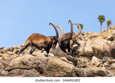 Very rare Walia ibex fighting, Capra walia, rarest ibex in world. Only about 500 individuals survived in Simien Mountains National park in Northern Ethiopia, Africa