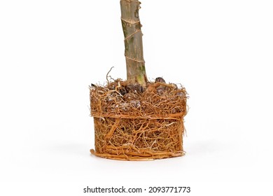 Very Rootbound Root Ball Of Dracaena Houseplant On White Background