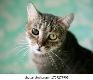 Very Sad Blind Cat One Eye Stock Photo 1709279905 