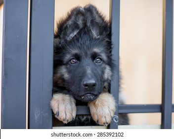 Very Sad Puppy In Shelter