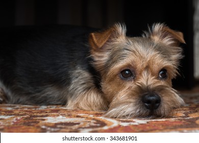 A very sad York Terrier dog looks out from under the table - Powered by Shutterstock