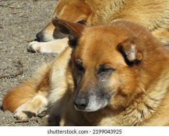 Very Sad!Needy Dog Living On The Street In Chile