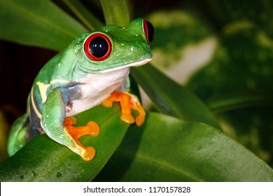 Red Eyed Green Tree Gaudy Leaf Stock Photo 72353686 | Shutterstock