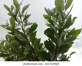 Very Shady Acacia Leaves In The Yard