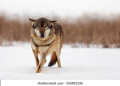  Very Shy Eurasian Wolf