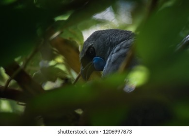 Very shy New Zealand Native bird, Kokako, hiding in New Zealand Native forest