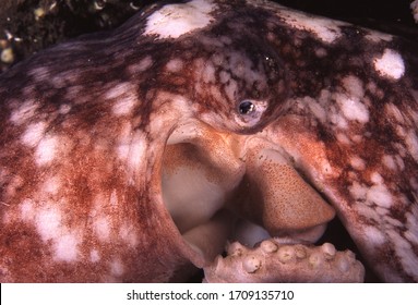 A Very Sick/old Curled Or Lesser Octopus